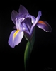 An Iris in Bloom