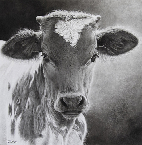 Little Longhorn 7 by Crystal Orlando