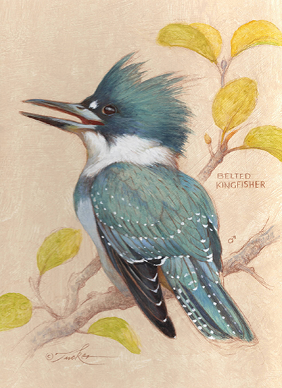 Kingfisher