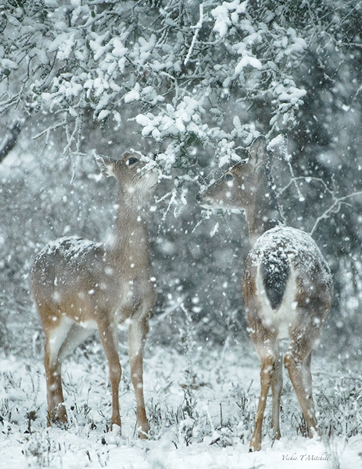 Deer in snow