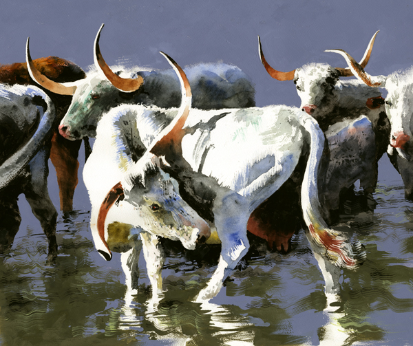 A Few Wet Longhorns