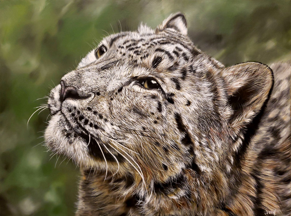 Wild cat looking upward