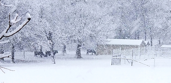 Snow scene with trees and livestock