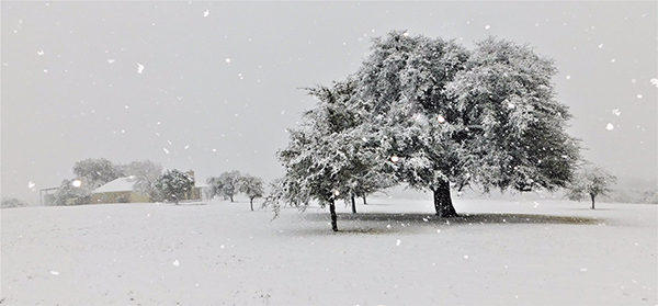 Snow scene with large tree and snow falling